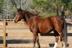 Feeding Oils to Endurance Horses for Aerobic Performance (part 2) 